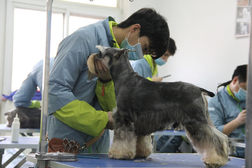 ��ʥ����ѵ����31�ڰ�ѩ����ʵ����ϰ