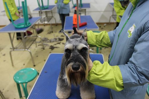 ��ʥ����ѵ����31�ڰ�ѩ����ʵ����ϰ