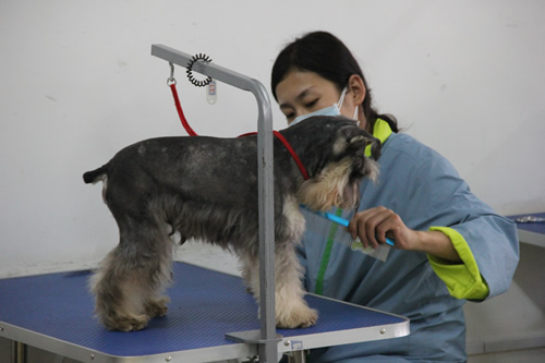 ��ʥ����ѵ����31�ڰ�ѩ����ʵ����ϰ