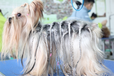 ��ʥ����ѵ����33�ڳ��������ۺϰ�Լ����ë������������