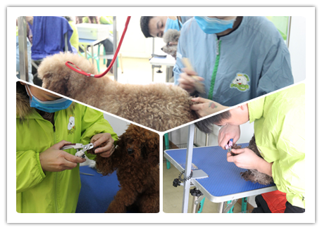 ��ʥ����ѵ����33�ڳ��������ۺϰ�ϴ����ë��ָ��