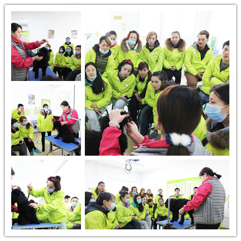 圣宠34期班犬只洗澡理论示范课