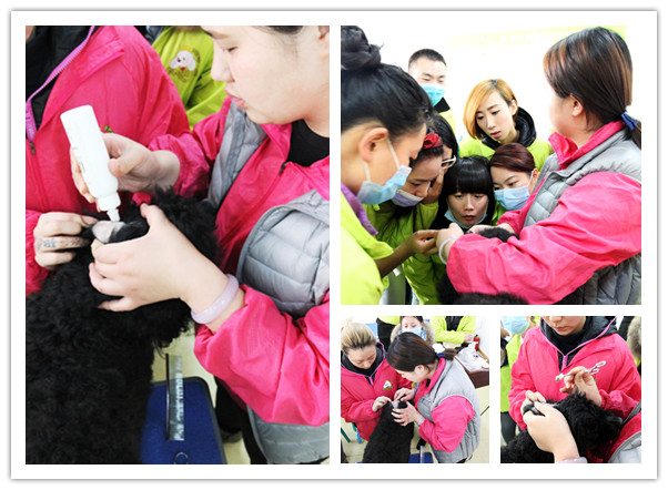 圣宠34期班犬只洗澡理论示范课