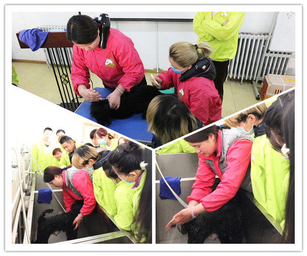 圣宠34期班犬只洗澡理论示范课