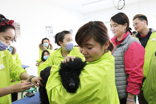 圣宠34期班犬只洗澡理论示范课