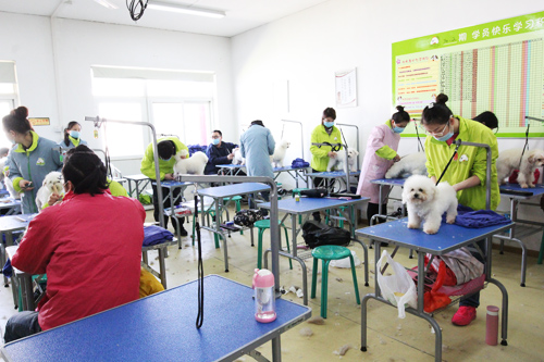 圣宠宠物美容学校34期2班-比熊犬修剪实操