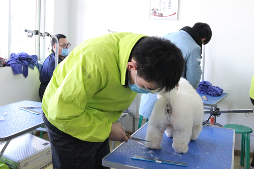 圣宠宠物美容学校34期2班-比熊犬修剪实操