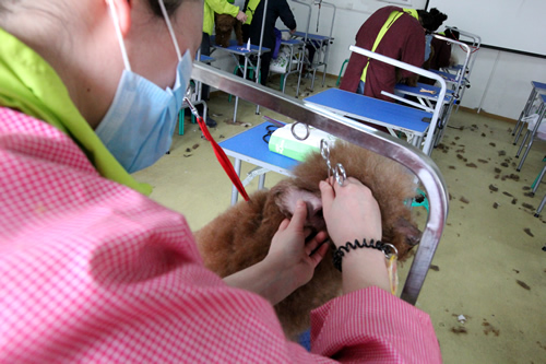 美容班35期2班泰迪犬洗澡实操课
