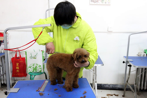 圣宠宠物美容34期2班修剪实操