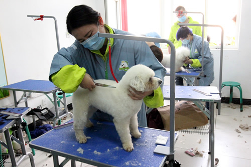 圣宠宠物美容34期2班修剪实操