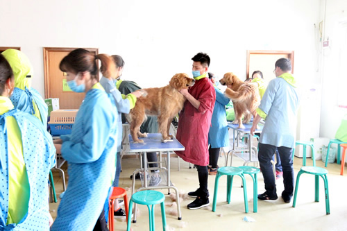 宠物美容35期2班金毛犬洗澡实操