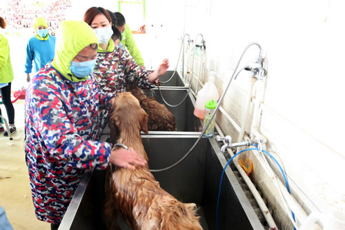 宠物美容35期2班金毛犬洗澡实操