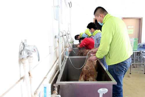 宠物美容35期2班金毛犬洗澡实操