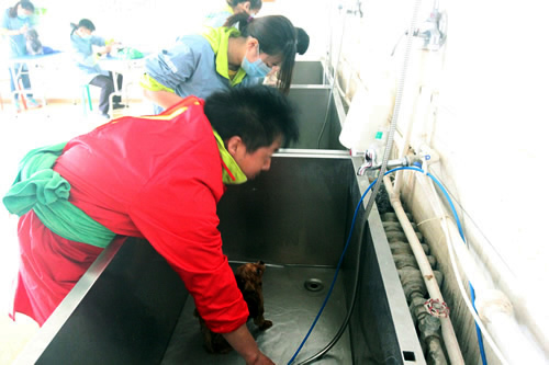 35期宠物美容1班洗澡综合实操课