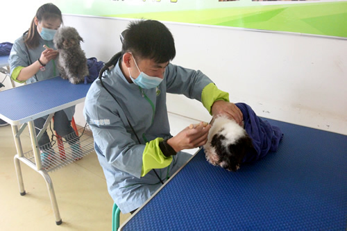35期宠物美容1班洗澡综合实操课