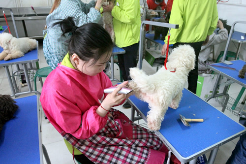 35期宠物美容1班洗澡综合实操课
