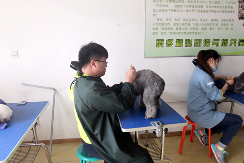 35期宠物美容1班洗澡综合实操课