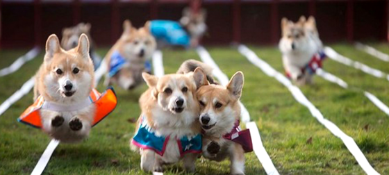 第三届亚洲宠物水族博览会开展啦!参加展会不得不知的事儿