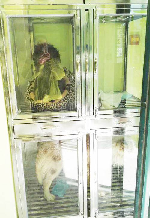 圣宠宠物店(银川塞上骄子店)