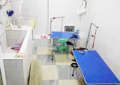 圣宠宠物重庆江上明珠店开业优惠大酬宾