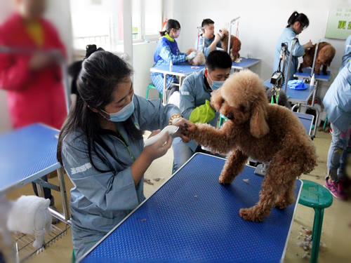 综合美容班36期狗狗洗澡实操课