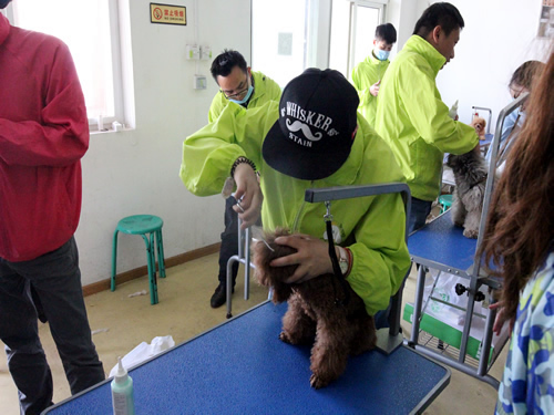 综合美容班36期狗狗洗澡实操课