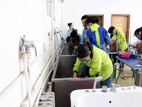 综合美容班36期狗狗洗澡实操课