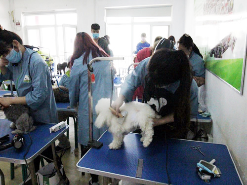 综合美容班36期狗狗洗澡实操课