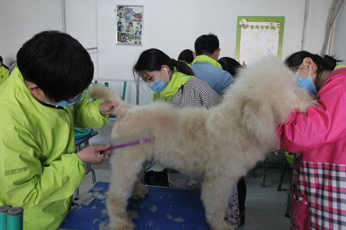 35期综合美容班修剪综合实操课