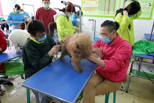 35期综合美容班泰迪犬修剪实操课
