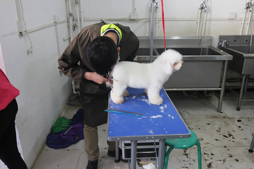 35期综合美容班泰迪犬修剪实操课