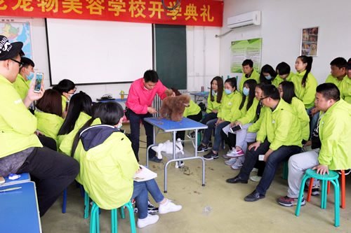 36期综合美容2班贵宾犬拉姆装示范课