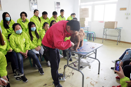 36期综合美容2班贵宾犬拉姆装示范课