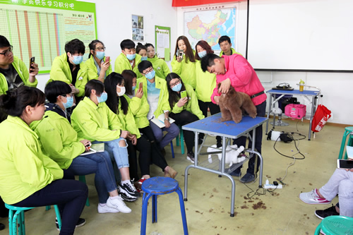 36期综合美容2班贵宾犬拉姆装示范课