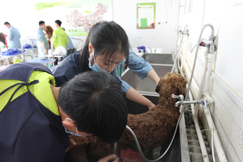 36期英国贵妇巨贵犬综合实操