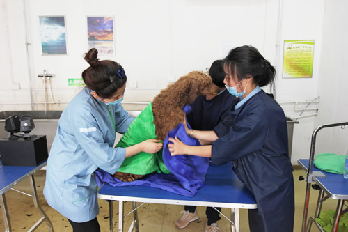 36期英国贵妇巨贵犬综合实操