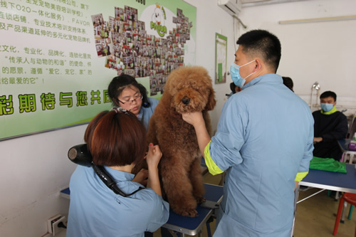 36期英国贵妇巨贵犬综合实操