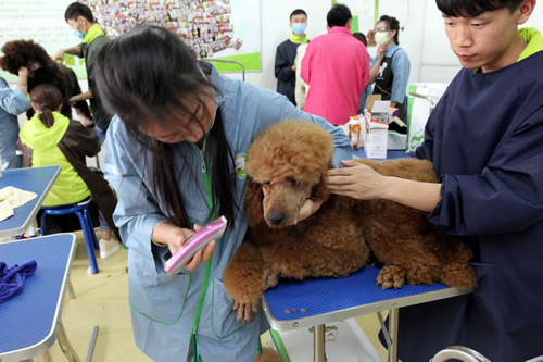 36期英国贵妇巨贵犬综合实操