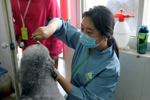 36期英国贵妇巨贵犬综合实操