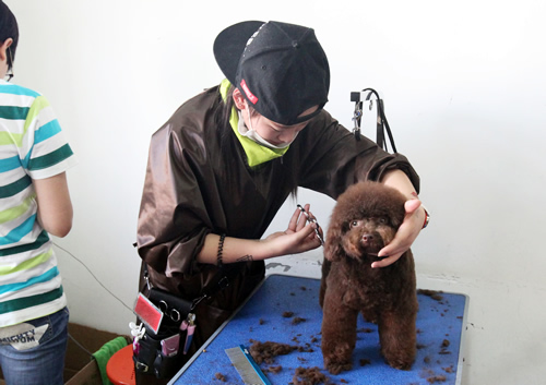 圣宠宠物美容学校36期泰迪犬修剪实操课