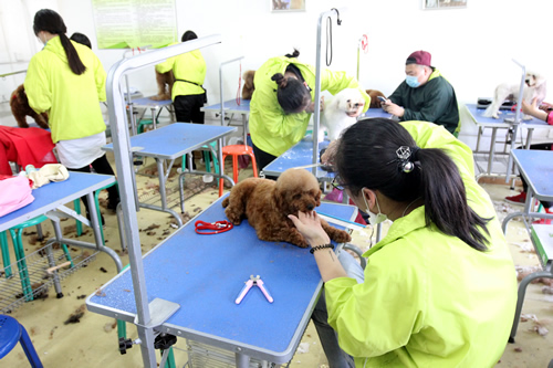 圣宠宠物美容学校36期泰迪犬修剪实操课