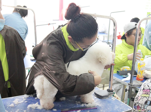 圣宠宠物美容学校36期泰迪犬修剪实操课