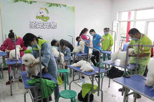 圣宠学校37期比熊犬美容修剪实操