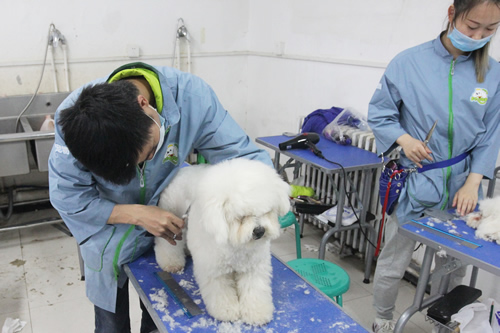 圣宠学校37期比熊犬美容修剪实操