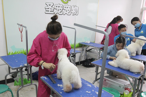 圣宠学校37期比熊犬美容修剪实操
