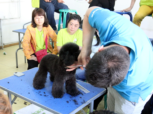 38期宠物美容班泰迪犬修剪示范