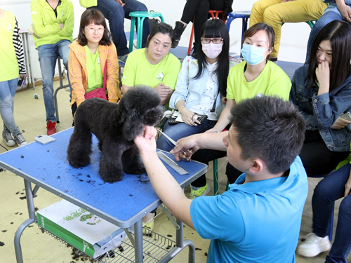 38期宠物美容班泰迪犬修剪示范