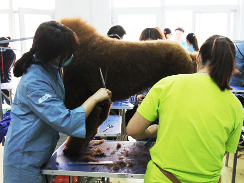 圣宠38期美容班美容修剪综合实操