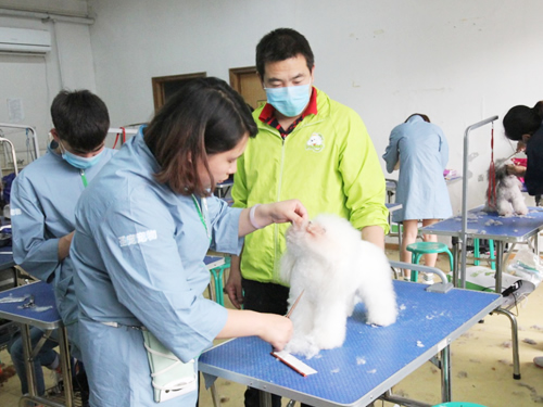 圣宠38期美容班美容修剪综合实操