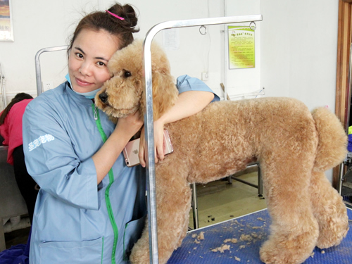 38期宠物美容班巨贵犬美容实操